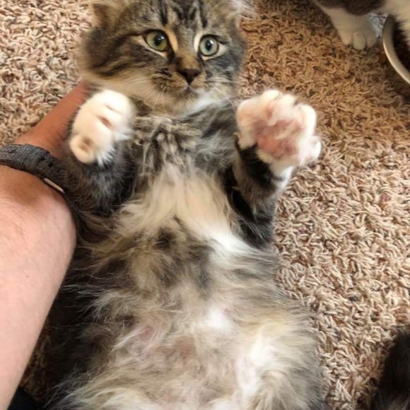 Meet your Posher, Trudy - Picture 1 of 1